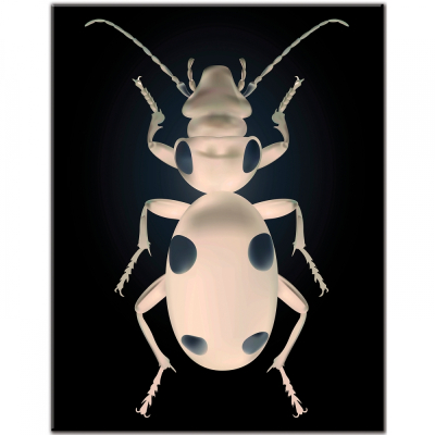 Domino beetle inverse